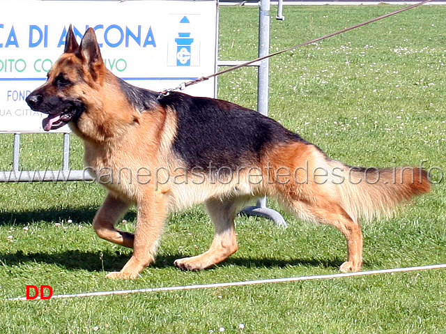 bax-del-timius.jpg - Giovani maschi Bax del Timius