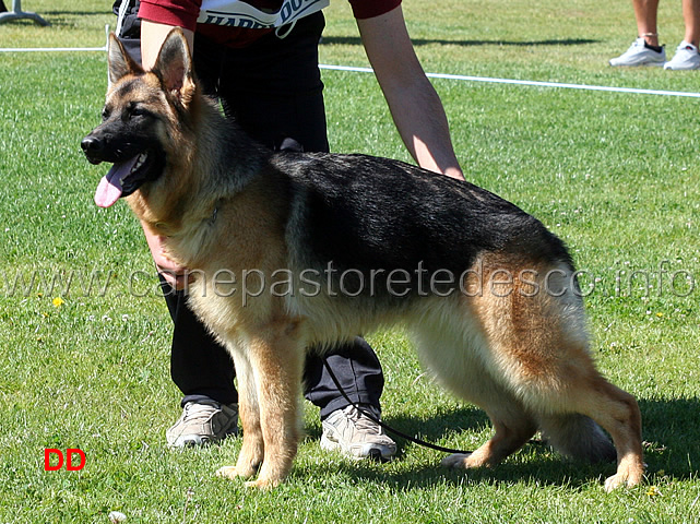 brenda-dei-lupi-della-maddalena-02.jpg - Brenda dei Lupi della Maddalena 5 MP Juniores femmine