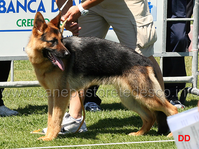 connie.jpg - Connie 9 B Cucciolone femmine