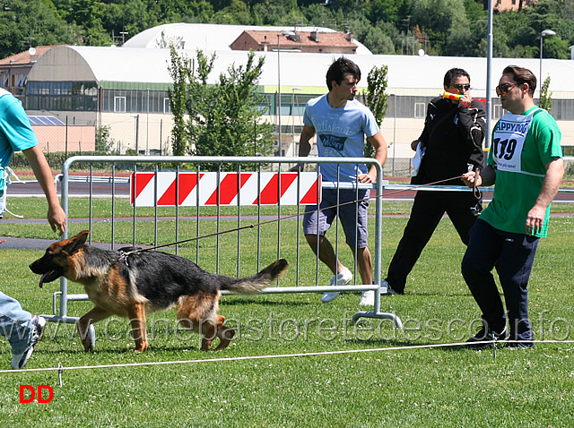 cucciolone-femmine-angelina-lucas.jpg - Cucciolone femmine Angelina Lucas