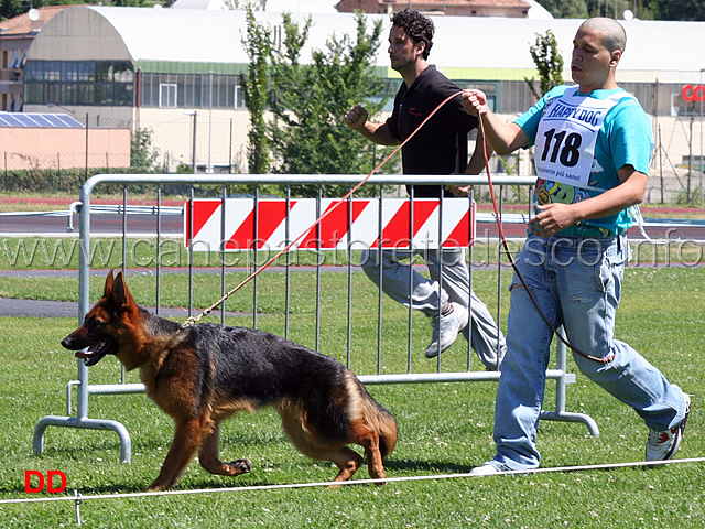cucciolone-femmine-bonny-di-casa-piellier.jpg - Cucciolone femmine Bonny di Casa Piellier