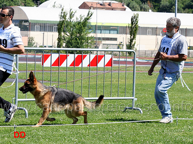 cucciolone-femmine-cathy.jpg - Cucciolone femmine Cathy