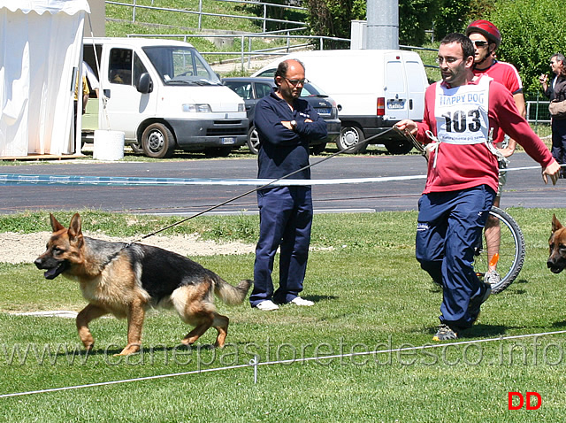 cuccioloni-maschi-pitt.jpg - Cuccioloni maschi Pitt