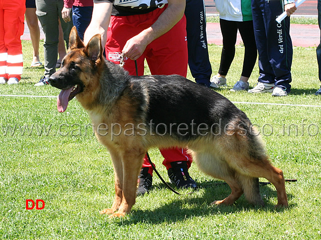 dzeko-del-desmo16.jpg - Dzeko del Desmo 5 MB Cuccioloni maschi