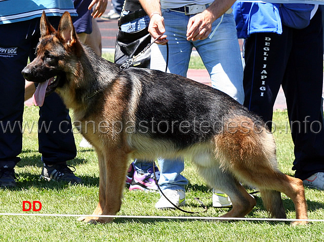 indio-di-casa-nobili-07.jpg - Indio di Casa Nobili 1 MB Cuccioloni maschi