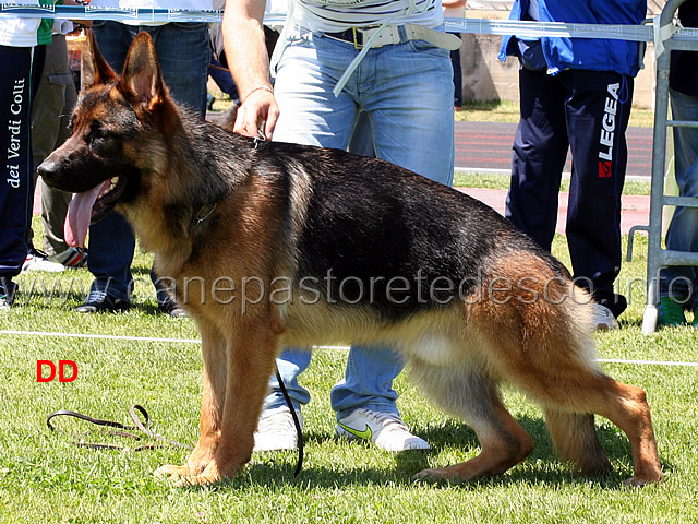 indio-di-casa-nobili-09.jpg - Indio di Casa Nobili 1 MB Cuccioloni maschi