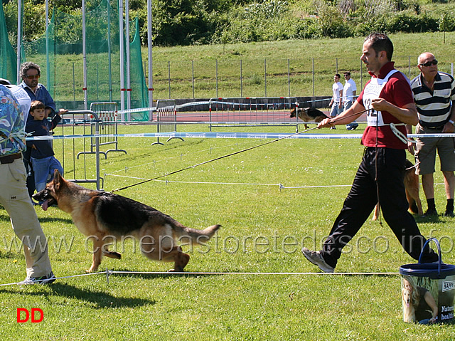 juniores-femmine-brenda-dei-lupi-della-maddalena.jpg - Juniores femmine Brenda dei Lupi della Maddalena