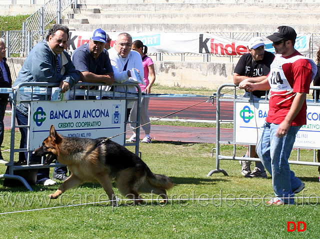 juniores-maschi-hogan-v-maikhus.jpg - Juniores maschi Hogan von Maikhus