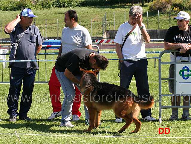 michele-fortunato-con-vasto-valle-d-itria.jpg - Michele Fortunato con Vasto della Valle d'Itria