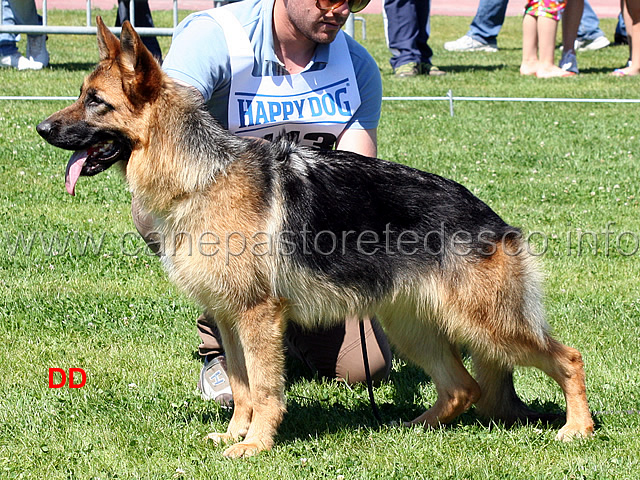 telma-di-santa-venere-03.jpg - Telma di Santa Venere 6MB Cucciolone femmine