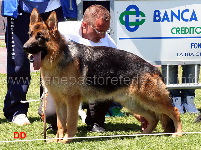 uzo-degli-iapigi-04.jpg - Uzo degli Iapigi 3 MB Cuccioloni maschi