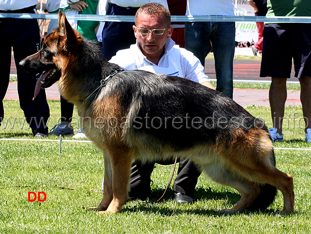 uzo-degli-iapigi-05.jpg - Uzo degli Iapigi 3 MB Cuccioloni maschi