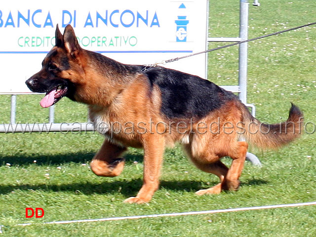 vasto-della-valle-d-itria.jpg - Giovani maschi Vasto della Valle d'Itria