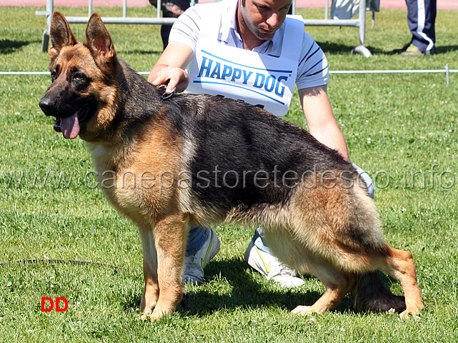 yaya-della-grande-medina-02.jpg - Yaya della Grande Medina 4MB Cucciolone femmine