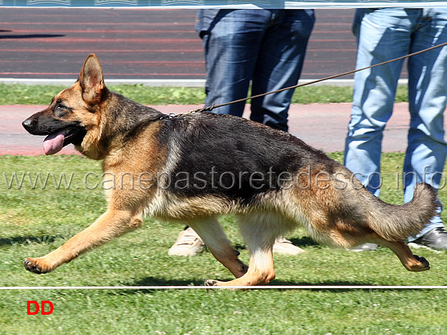 yaya-della-grande-medina-04.jpg - Yaya della Grande Medina 4MB Cucciolone femmine