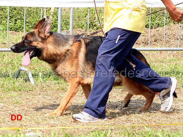 ekron-della-valle-dei-rovi-03.jpg - Giovani maschi Ekron della Valle dei Rovi