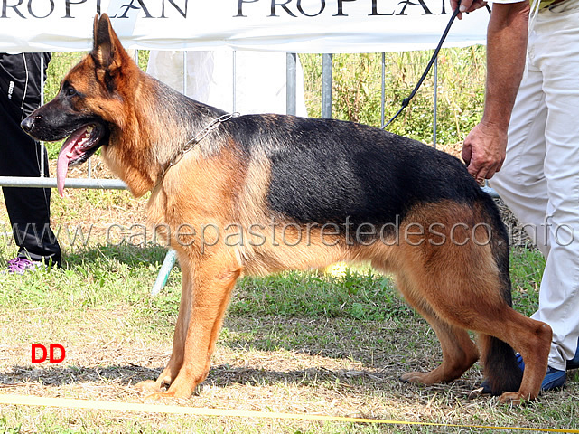 erol-della-rocca-d-asolo-1MB-cuccioloni-maschi.jpg - Erol della Rocca d'Asolo 1 MB Cuccioloni maschi