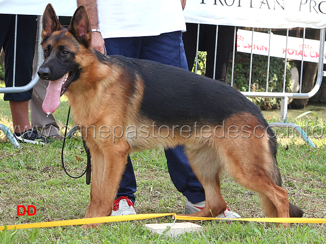 yago-di-croce-santo-spirito-2MB-cuccioloni-maschi.jpg - Yago di Croce Santo Spirito 2 MB Cuccioloni maschi