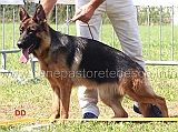 eva-della-rocca-d-asolo-4-MB-cucciolone-femmine-