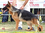 eva-della-rocca-d-asolo-4-MB-cucciolone-femmine