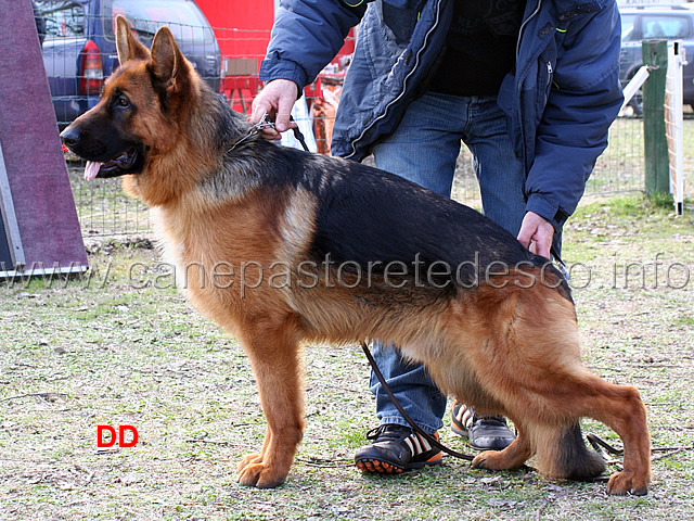 aquila-imperiale.jpg - Piccoli Aquila Imperiale crescono 