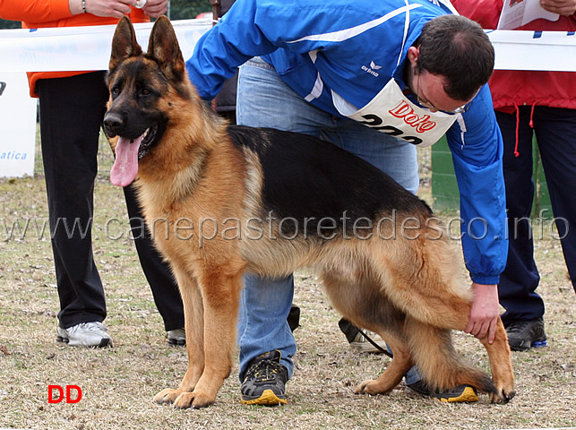 blackhof-valentinientis-1mb-giovanissimi.jpg - Blackhof Valentinientis 1 MB Giovanissimi maschi 