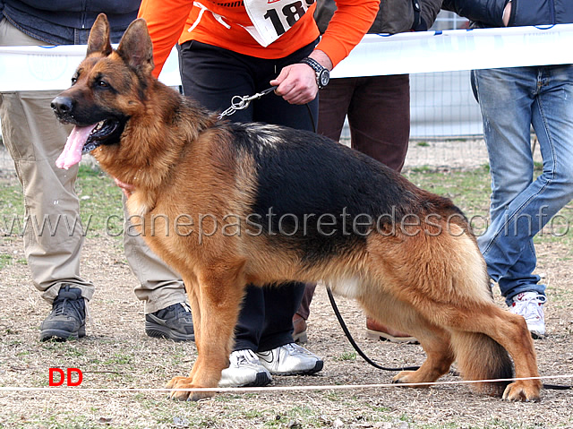 cochise-di-casa-arcaro-1mb-giovani-maschi.jpg - Cochise di Casa Arcaro 1 MB Giovani maschi 