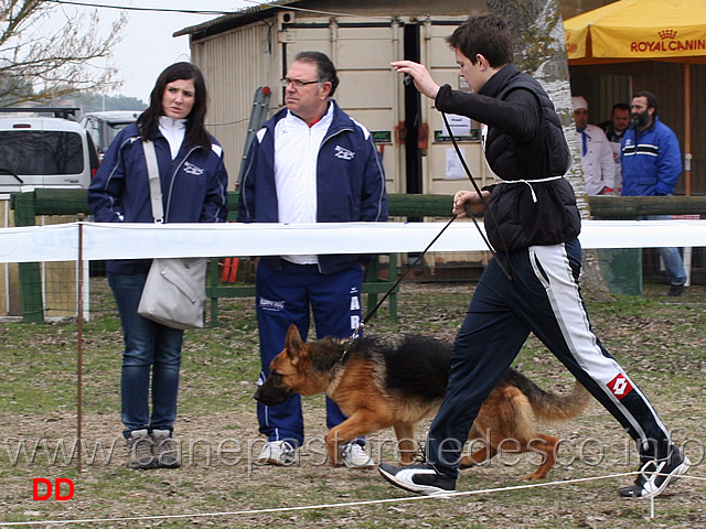 cucciolone-femmine-dora-della-valle-dei-rovi.jpg - Cucciolone femmine Dora della Valle dei Rovi 