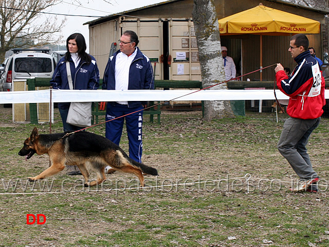 cucciolone-femmine-naif-di-casa-dani.jpg - Cucciolone femmine Naif di Casa Dani 