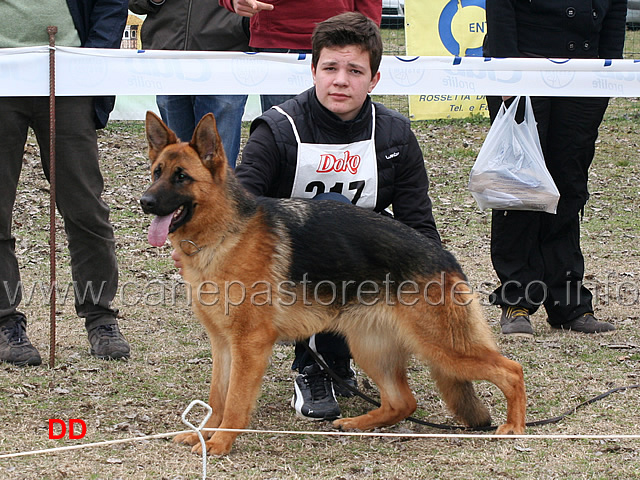 dora-della-valle-dei-rovi.jpg - Dora della Valle dei Rovi 6 MB Cucciolone femmine