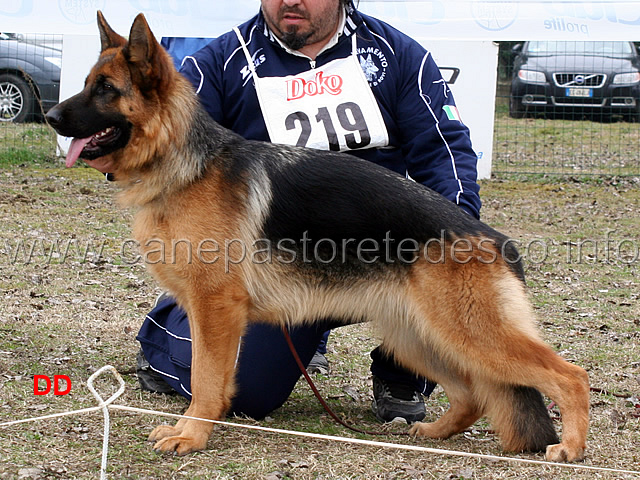 flo-della-valle-dei-rovi-2mb-cucciolone.jpg - Flo della Valle dei Rovi 2 MB Cucciolone femmine