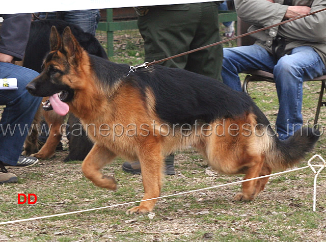 helmo-blackhof.jpg - Cuccioloni maschi Helmo Blackhof 