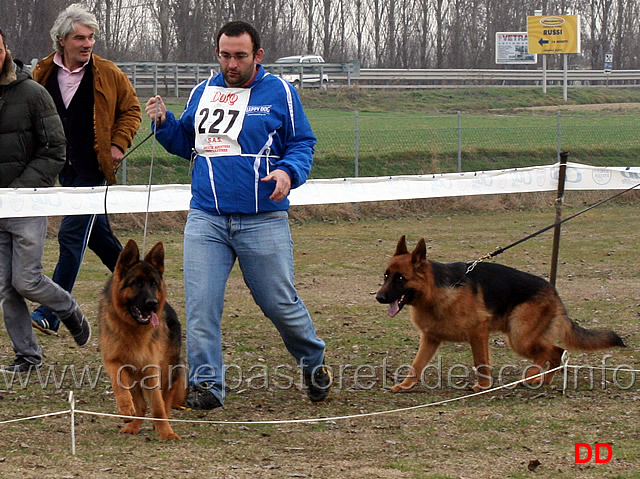 juniores-maschi.jpg - Juniores maschi Quasar e Pako della Madama d'Austria 