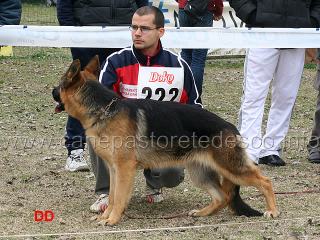 naif-di-casa-dani.jpg - Naif di Casa Dani 7 B Cucciolone femmine 