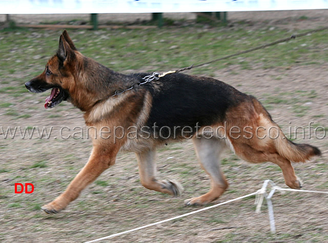 veterane-femmine-telma-di-casa-zanin.jpg - Classe Veterane femmine Telma di Casa Zanin 10 anni e non sentirli 