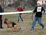 cucciolone-femmine-kerry-dell-ambra-selvaggia