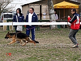 cucciolone-femmine-naif-di-casa-dani