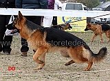 cuccioloni-maschi-helmo-blackhof