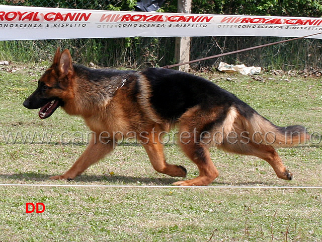 aiko-delle-belle-torri-2mb-cuccioloni-maschi.jpg - Aiko delle Belle Torri 2 MB Cuccioloni maschi 