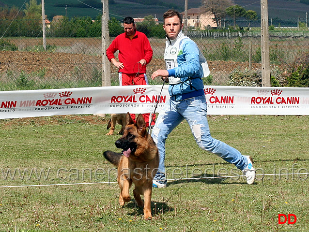 cucciolone-femmine-astra-del-caiatino.jpg - Cucciolone femmine Astra del Caiatino 