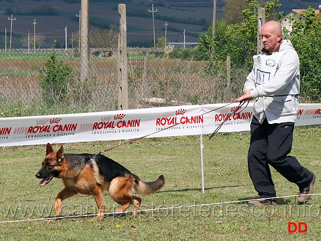 cucciolone-femmine-gilda-di-casa-ines.jpg - Cucciolone femmine Gilda di Casa Ines 