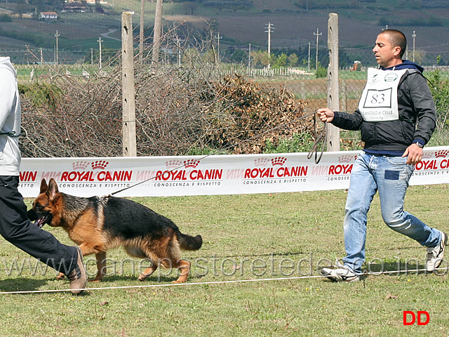 cucciolone-femmine-pania-degli-achei.jpg - Cucciolone femmine Pania degli Achei 