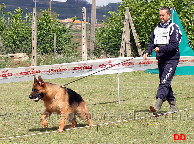 cuccioloni-maschi-lux.jpg - Cuccioloni maschi Lux 