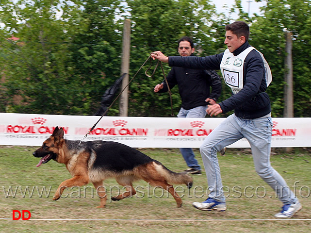 giovani-femmine-corena-d-altavilla.jpg - Giovani femmine Corena d'Altavilla