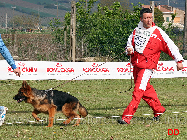 juniores-femmine-jinger-di-caput-boreanum.jpg - Juniores femmine Jinger di Caput Boreanum