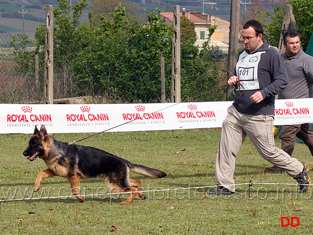 juniores-femmine-lira-dei-verdi-colli.jpg - Juniores femmine Lira dei Verdi Colli 