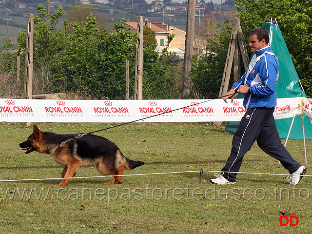 juniores-femmine-susy-del-frutteto.jpg - Juniores femmine Susy del Frutteto 