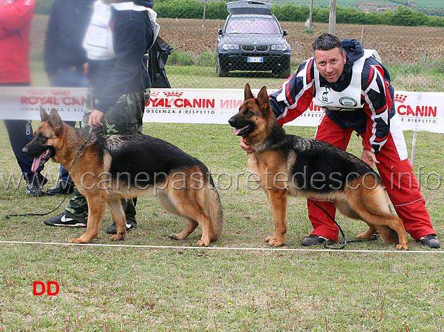 mina-team-torretta-11mb-e-brenda-di-ca-san-marco-12mb-giovanissime.jpg - Mina Team Torretta 11 MB e Brenda di Ca' San Marco 12 MB Giovanissime femmine 