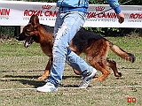 cico-di-casa-raimondo-02