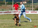 cucciolone-femmine-astra-del-caiatino